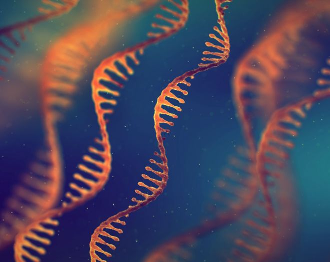 mRNA image